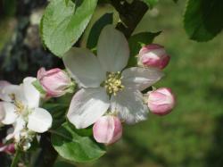 apple-blossom.jpg