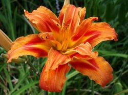 daylily