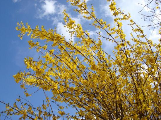 forsythia.jpg