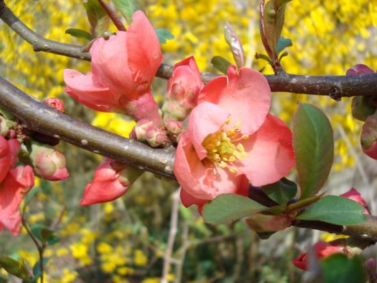 japan-apple-tree.jpg