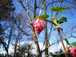 ornamental-red-currant.jpg