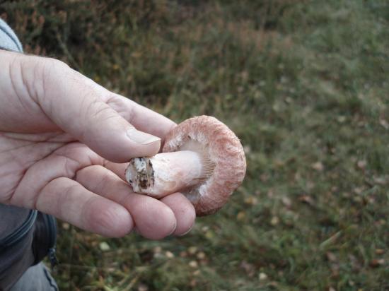 woolly_milkcap