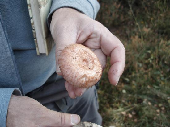 woolly_milkcap2