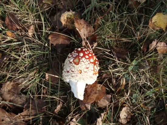 fly_agaric2