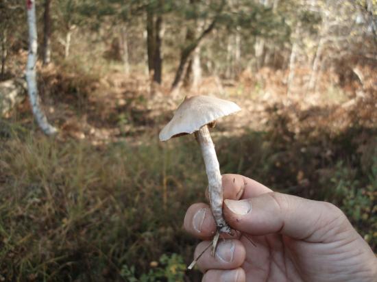 cortinarius1