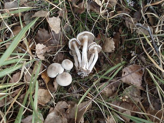 cortinarius3