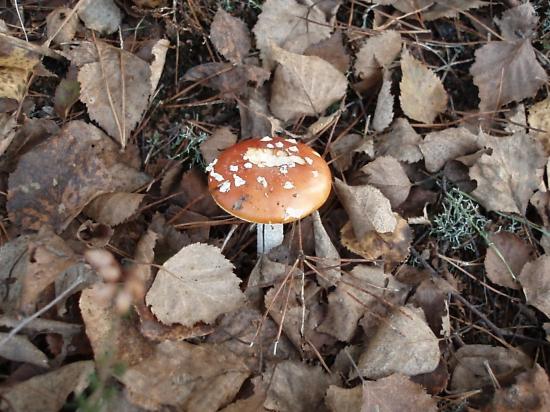 fly_agaric3