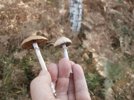 cortinarius4