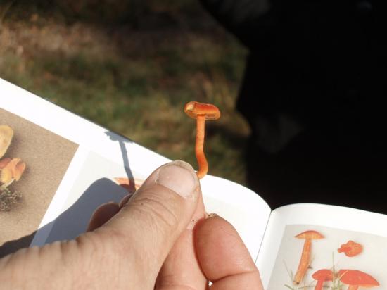 hygrocybe