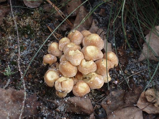 hypholoma_fasciculare