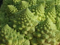 romanesco-cabbage.jpg