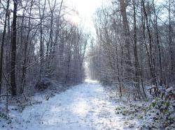 snowy-forest.jpg