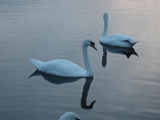 Swans