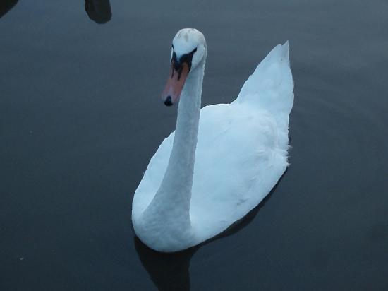 Swans2