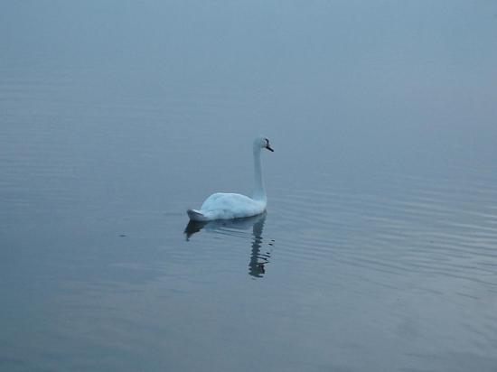 Swans3