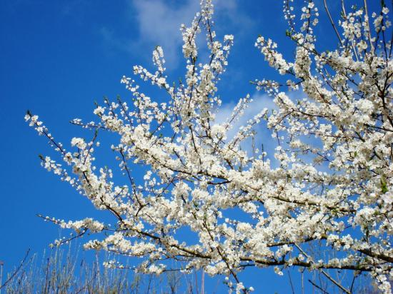 wild-cherry-tree.jpg