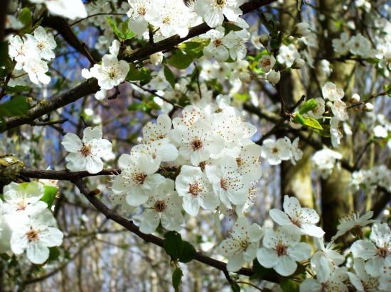 wild-cherry-tree2.jpg